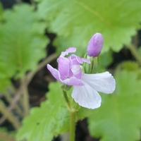 Primula sieboldii 'Oshibori'